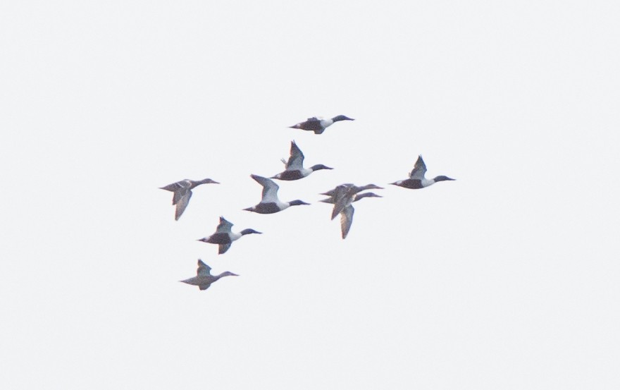 Northern Shoveler - Brandon Holden