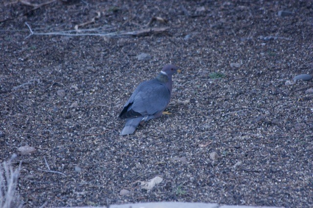 Band-tailed Pigeon - ML54173621