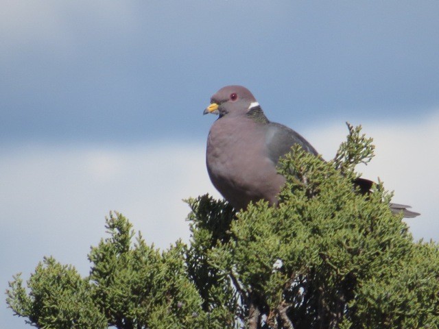 Band-tailed Pigeon - ML54173631