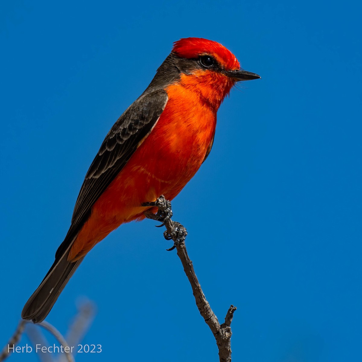 Vermilion Flycatcher - Herbert Fechter