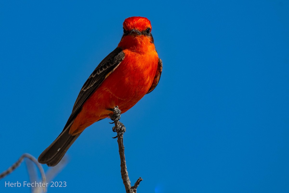 Vermilion Flycatcher - Herbert Fechter