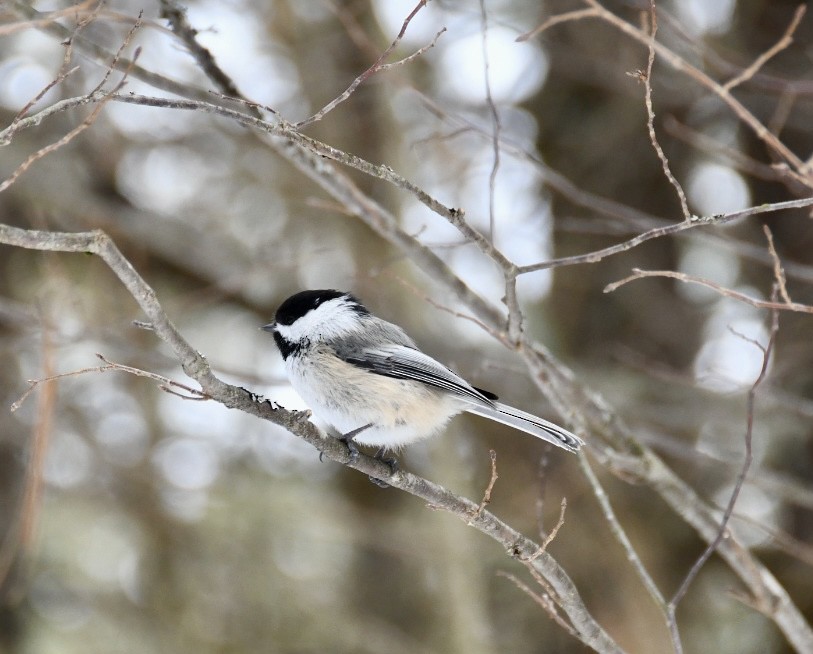 Black-capped Chickadee - ML541737971