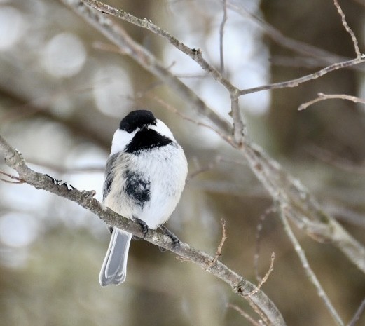 Black-capped Chickadee - ML541737981