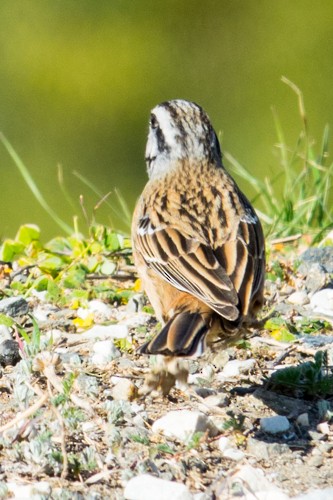 Rock Bunting - Debbie Garner