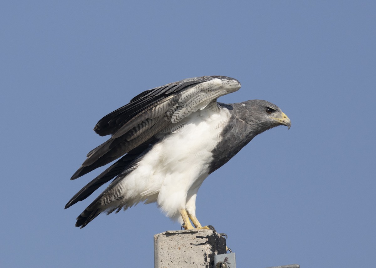 Black-chested Buzzard-Eagle - ML541740171