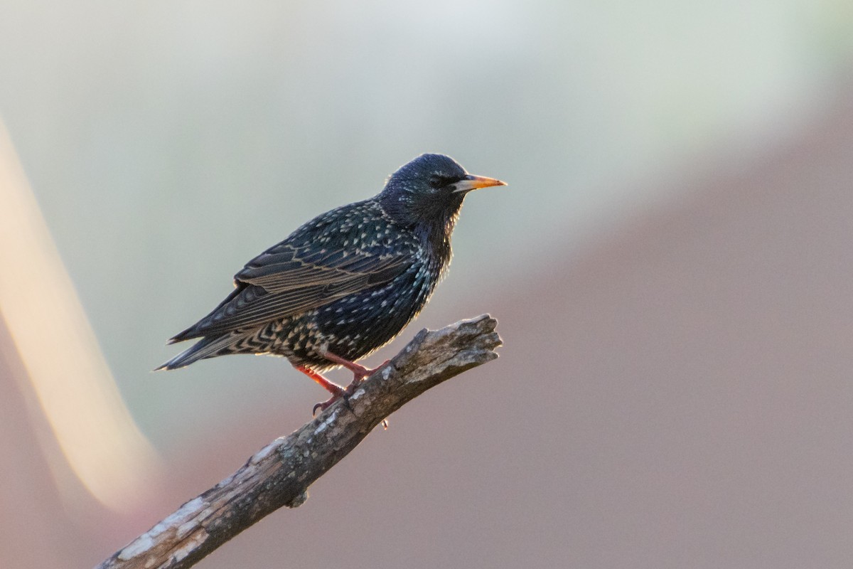 European Starling - ML541740181