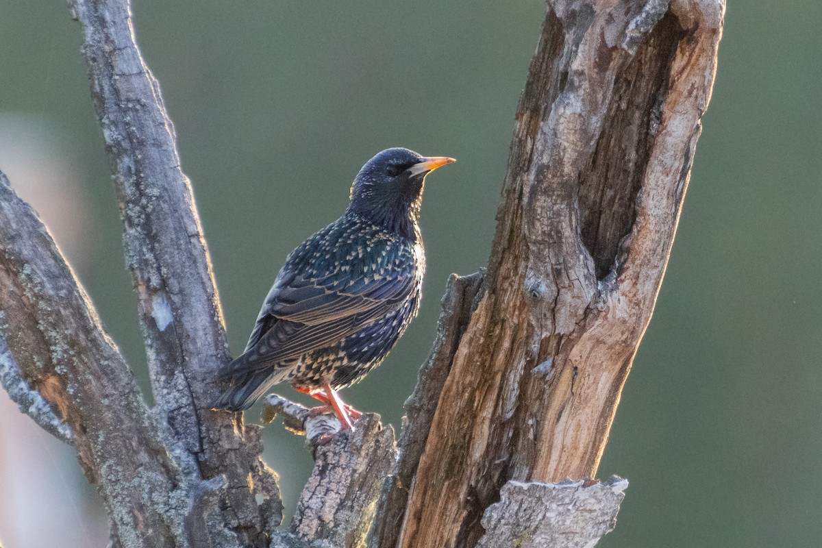 European Starling - ML541740191