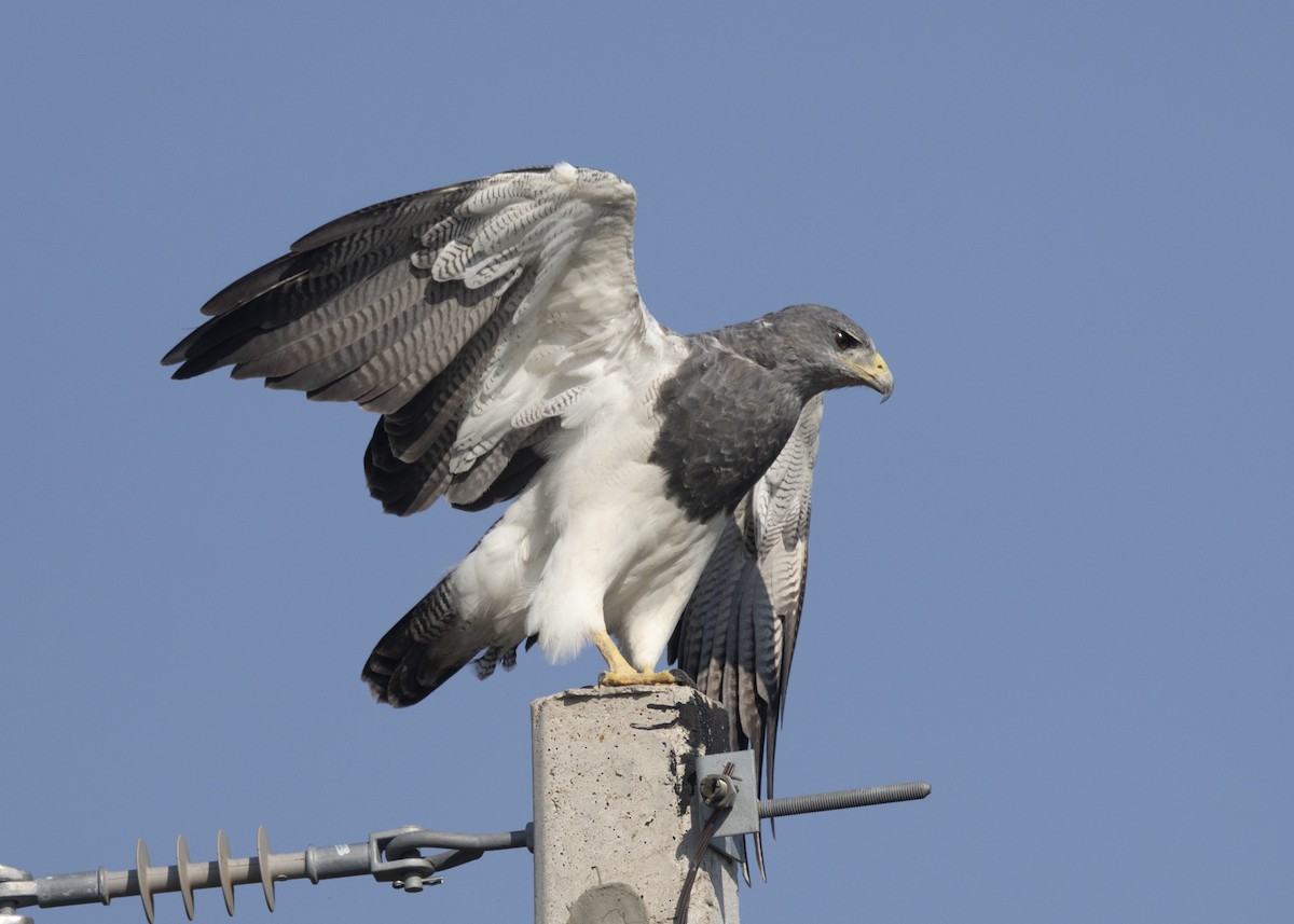 Black-chested Buzzard-Eagle - ML541740201