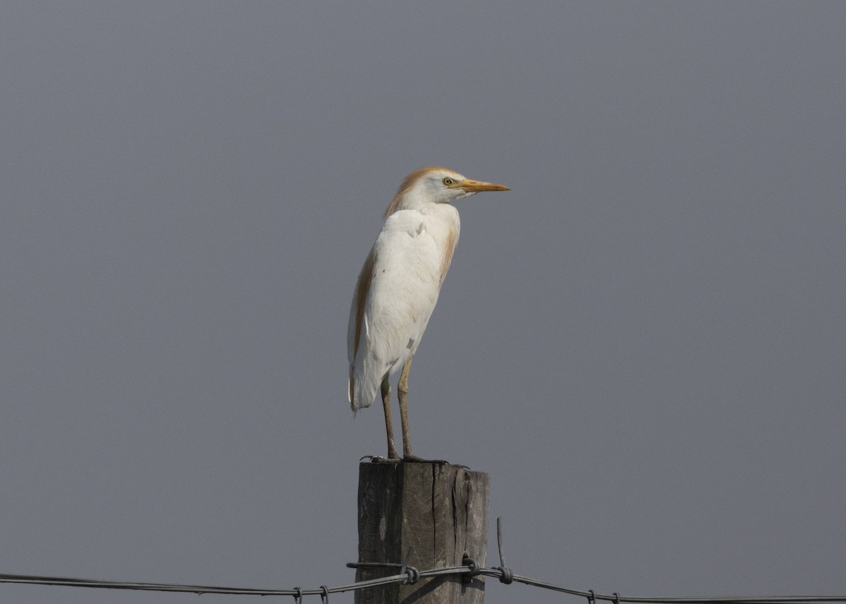 Western Cattle Egret - ML541740451