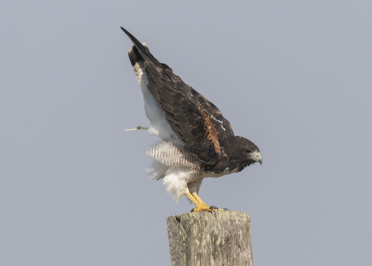 White-tailed Hawk - ML541740461