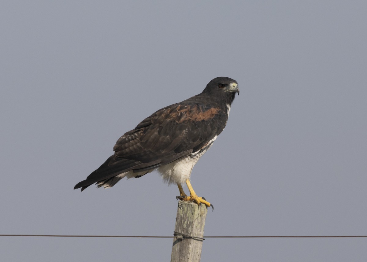 White-tailed Hawk - ML541740471