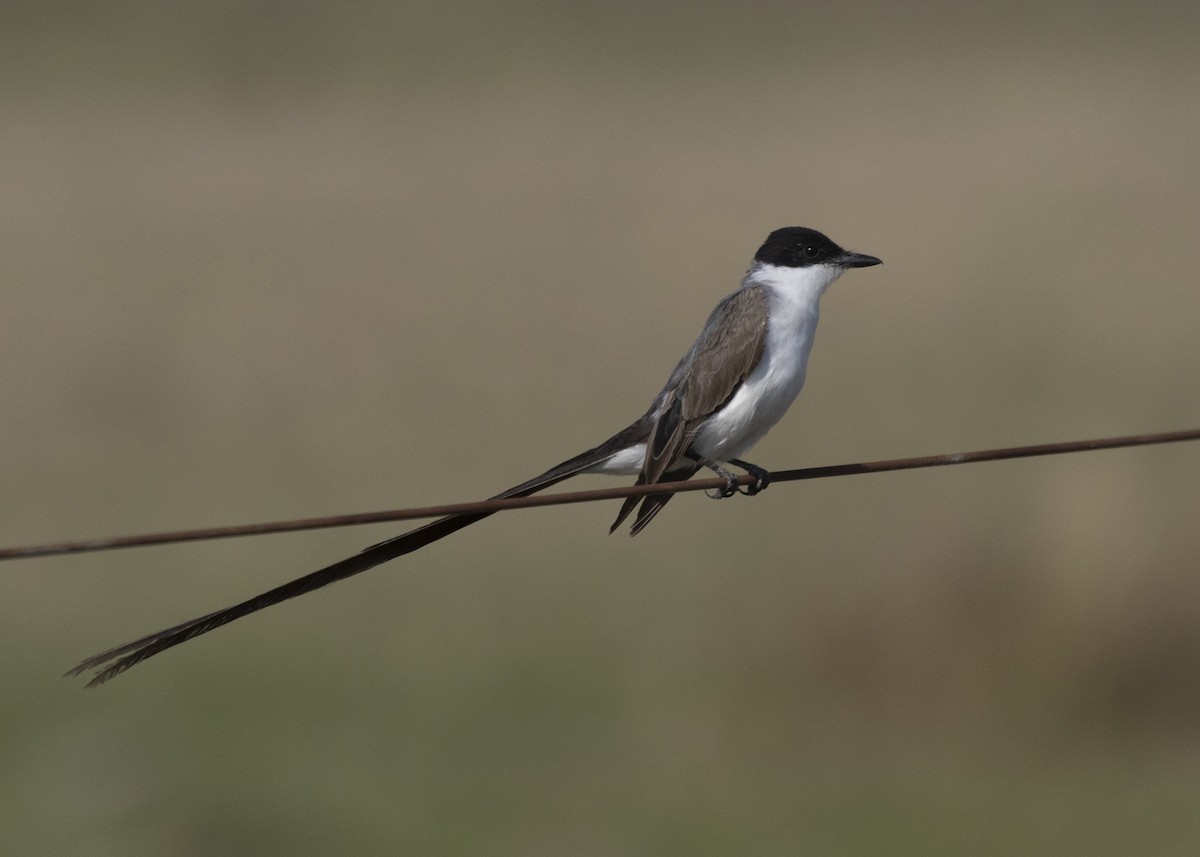 Fork-tailed Flycatcher - ML541740611