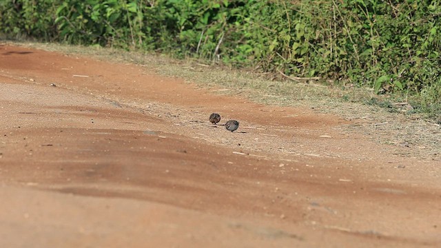 Jungle Bush-Quail - ML541740621