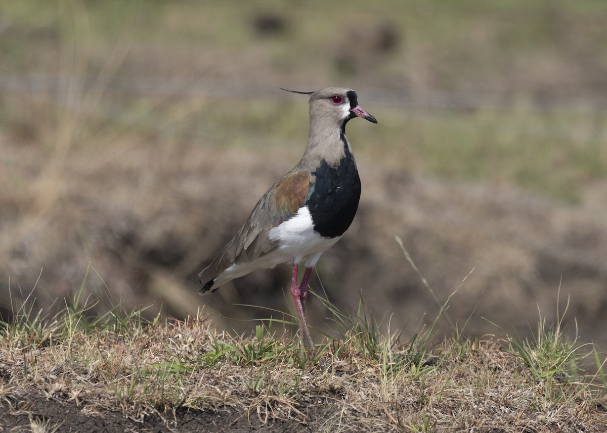 Southern Lapwing - ML541740651