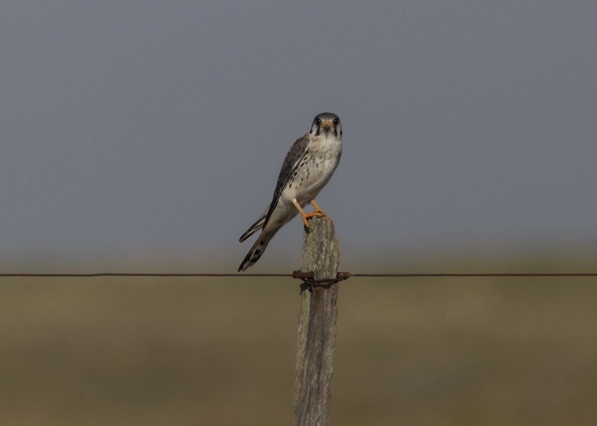 American Kestrel (South American) - ML541740771