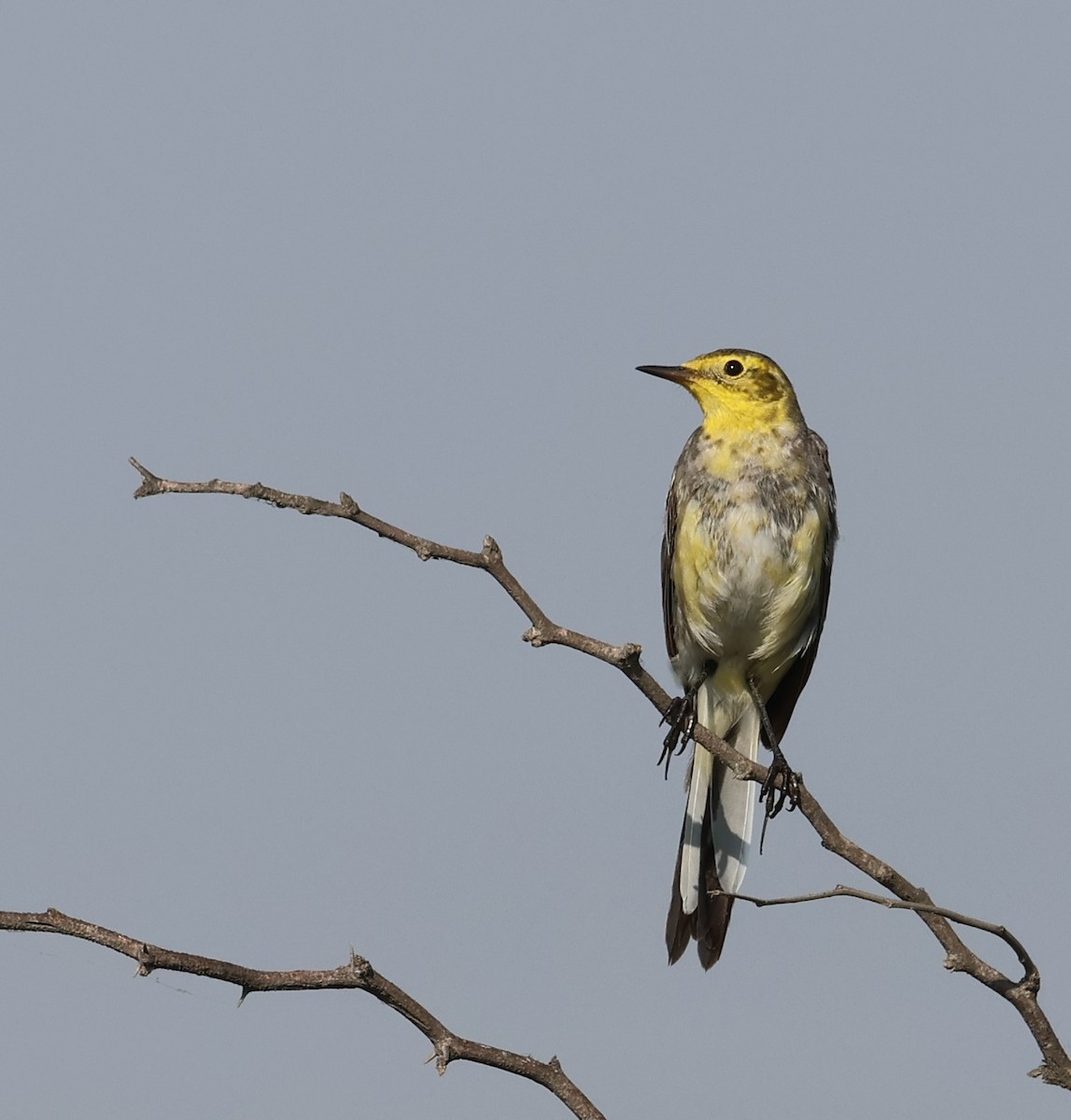 Citrine Wagtail - ML541741131