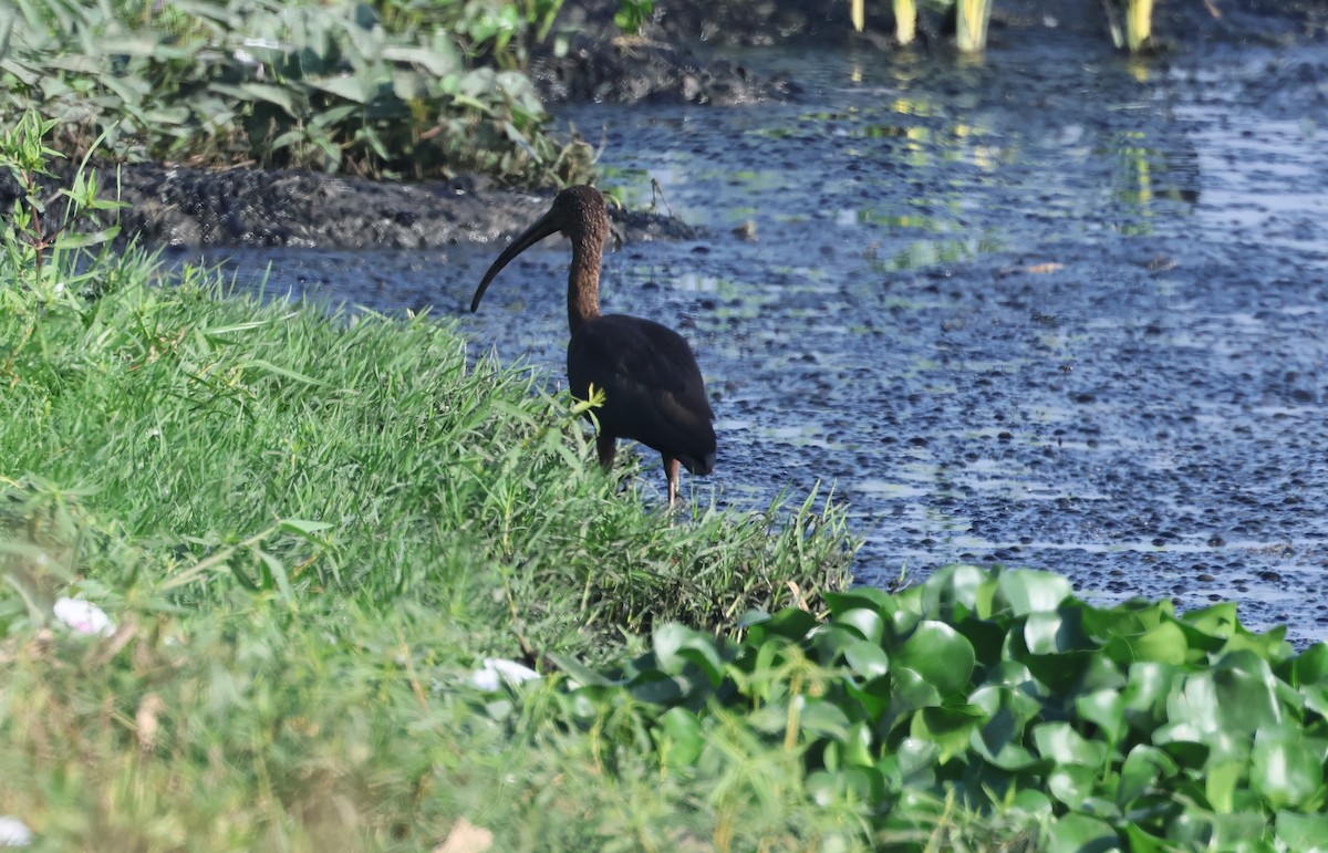 Glossy Ibis - ML541741361