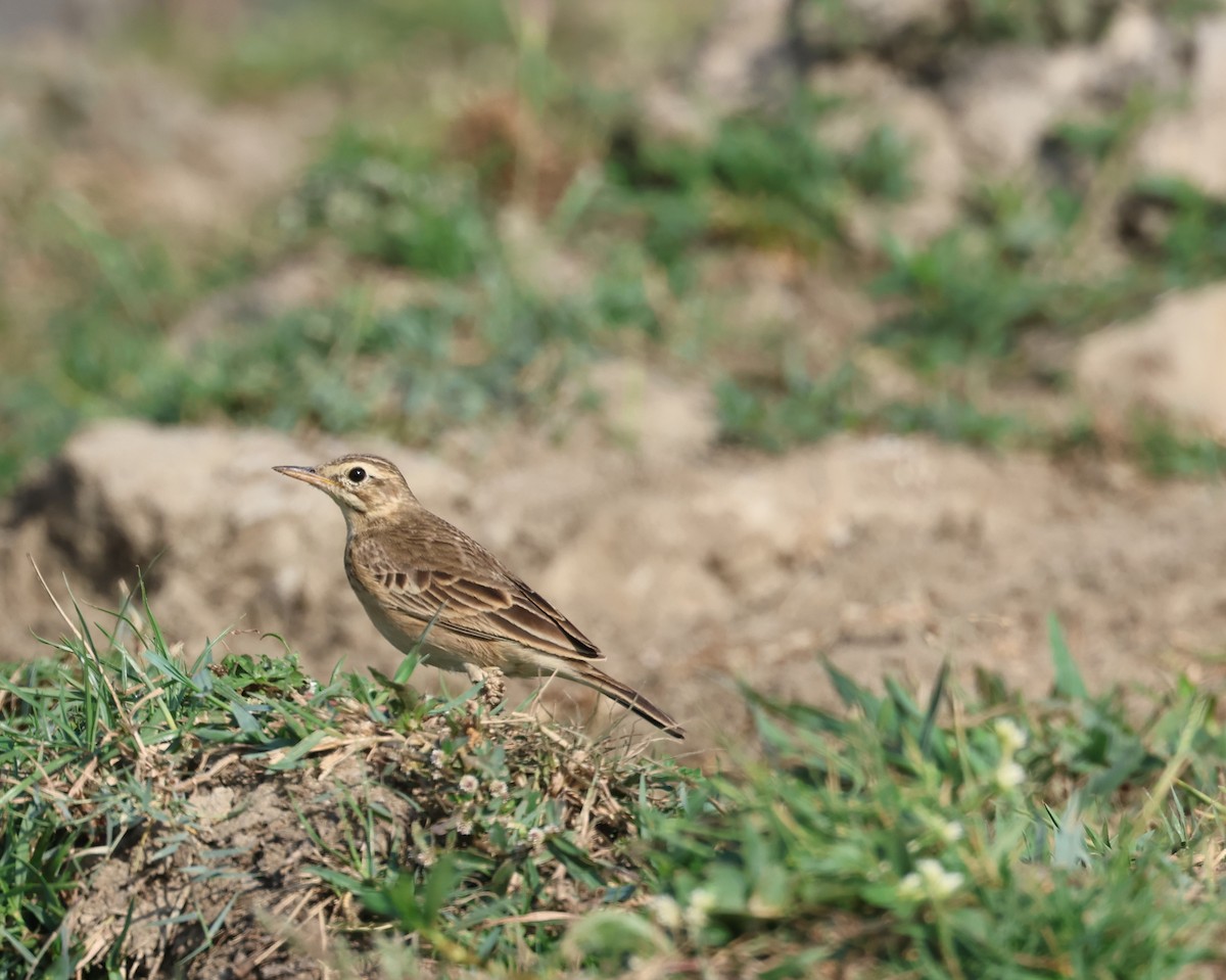 Paddyfield Pipit - ML541741601