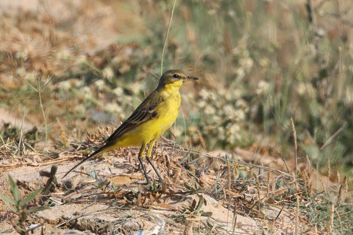 Western Yellow Wagtail - ML541741871