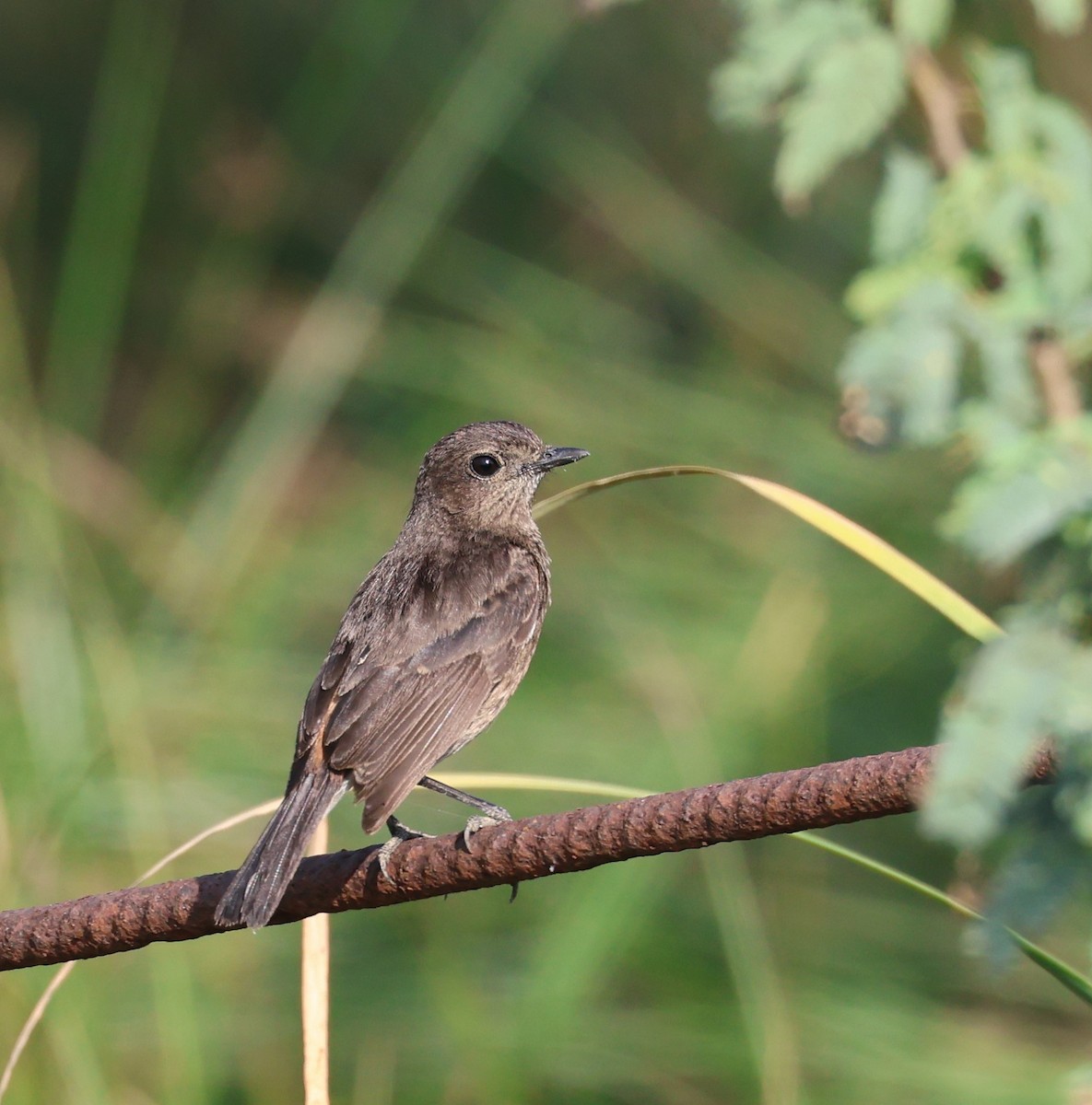 Pied Bushchat - ML541741981