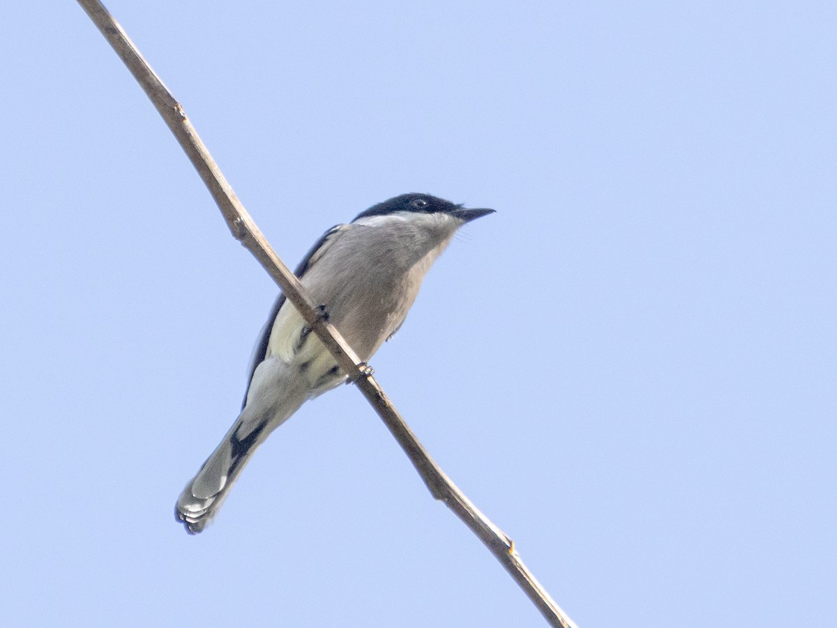 Bar-winged Flycatcher-shrike - Vikram S