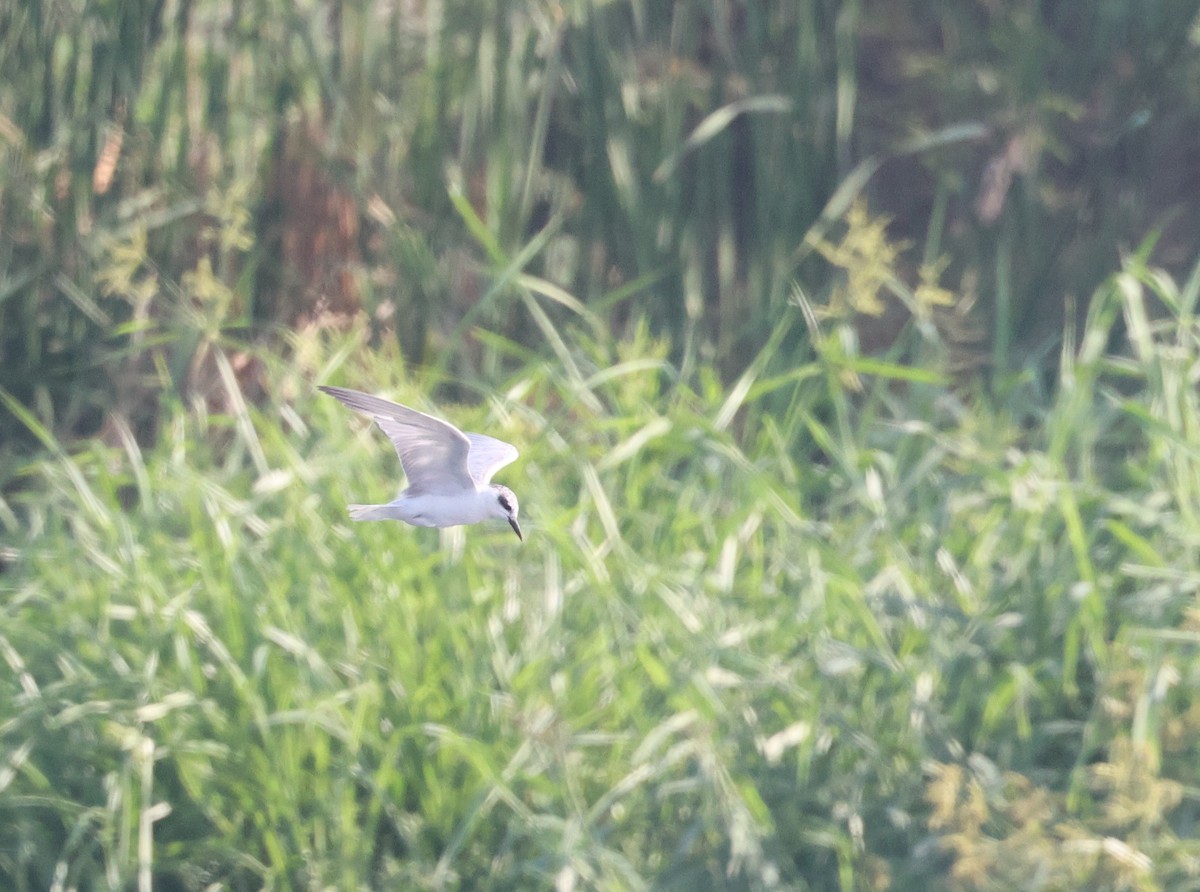 Whiskered Tern - ML541746001