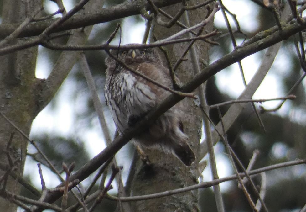 Eurasian Pygmy-Owl - ML541746311