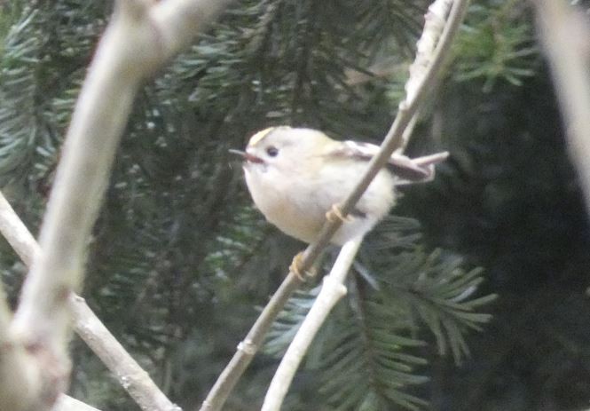 Goldcrest - ML541746371