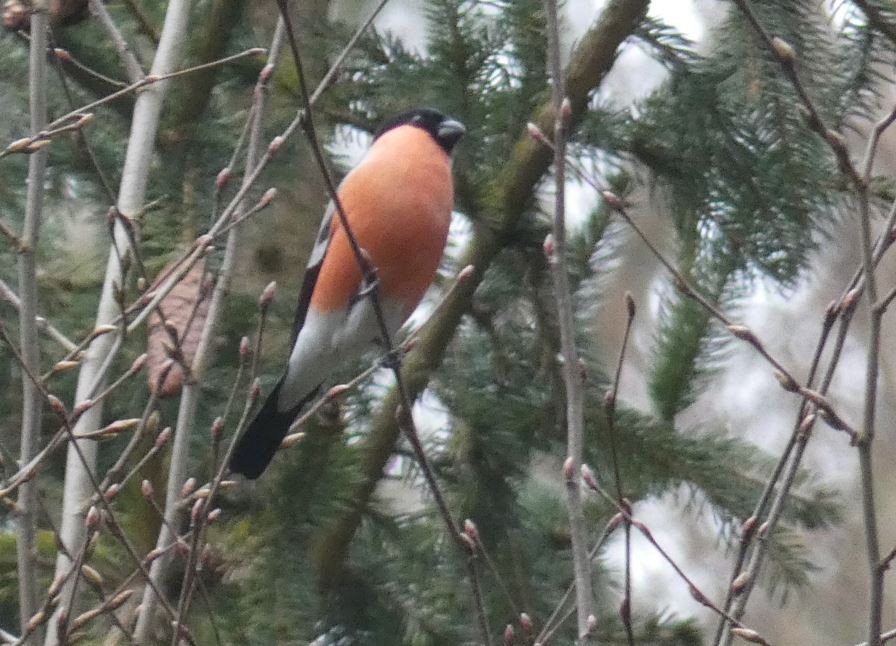 Eurasian Bullfinch - ML541746411