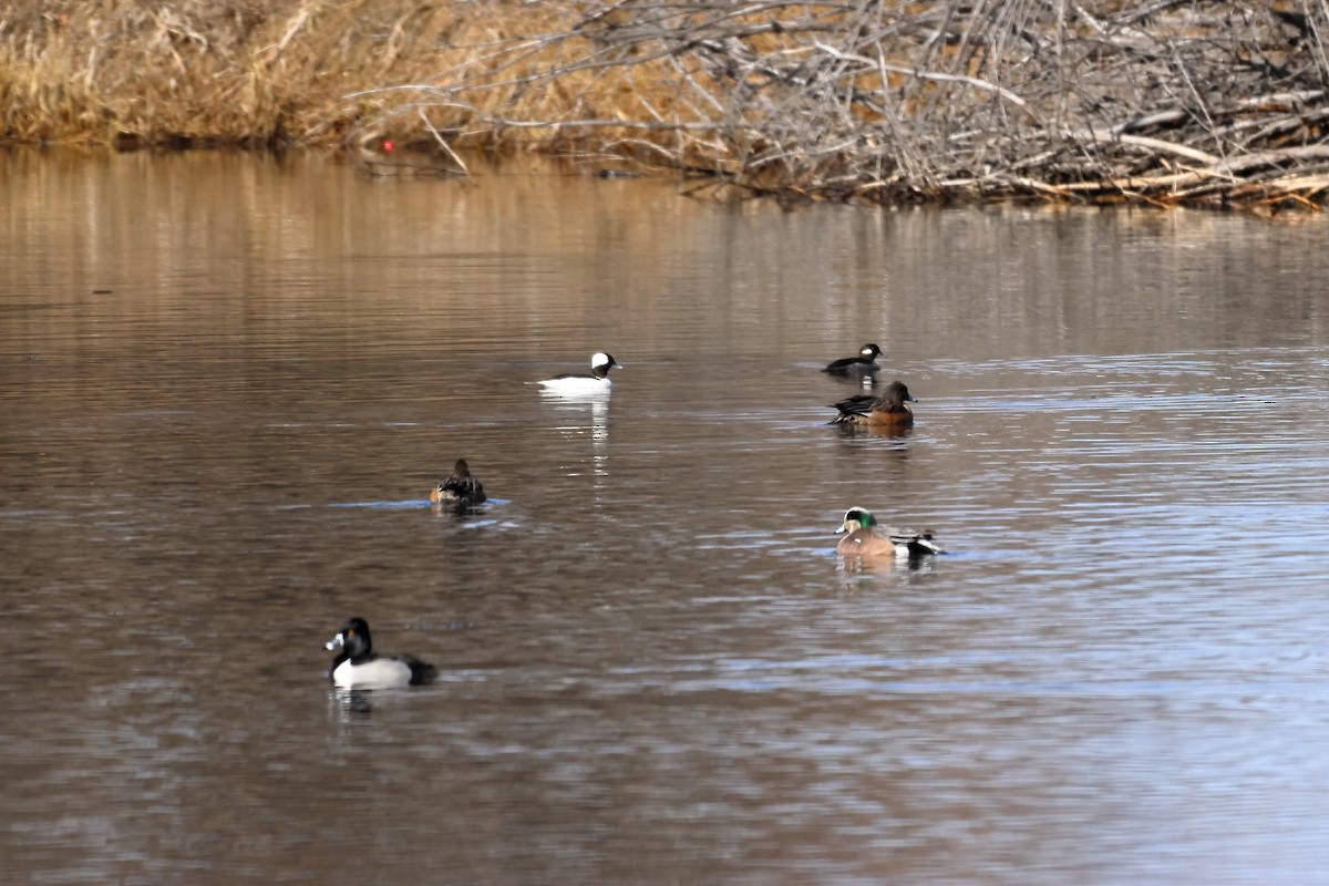 Ring-necked Duck - James Cummins