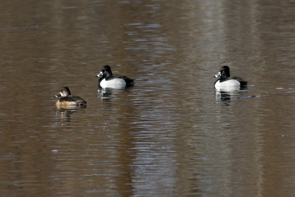 Ring-necked Duck - ML541747041