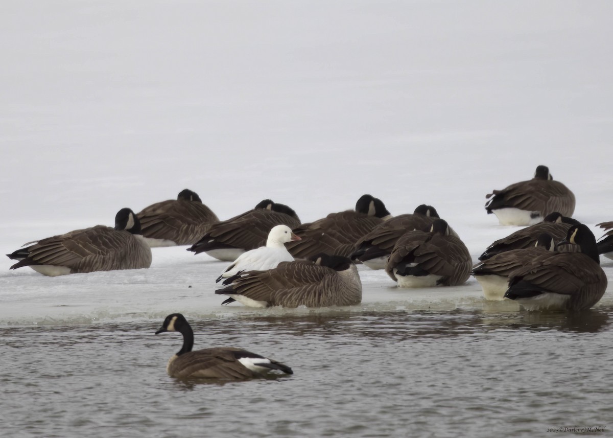 Ross's Goose - ML541747411