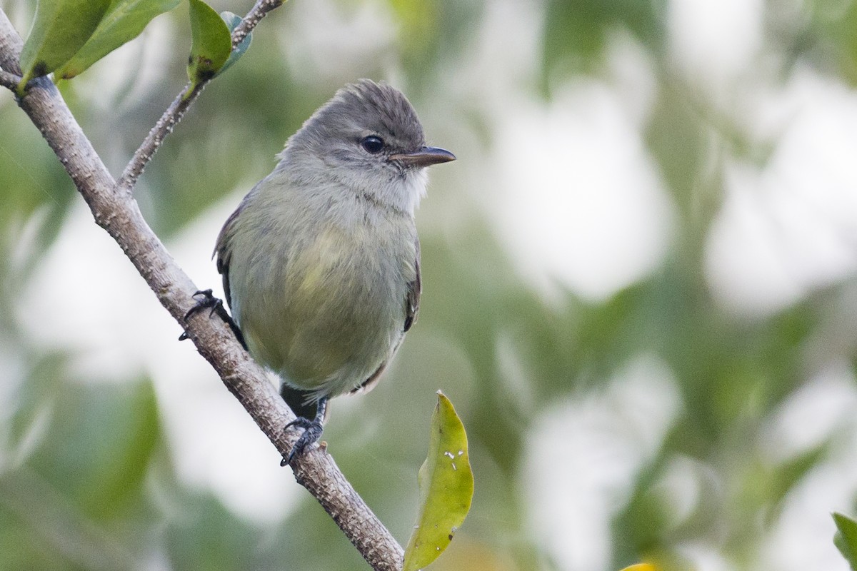 Southern Beardless-Tyrannulet - ML541748691