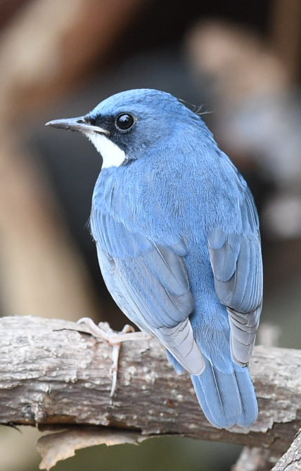 Siberian Blue Robin - Jeetendra Chaware