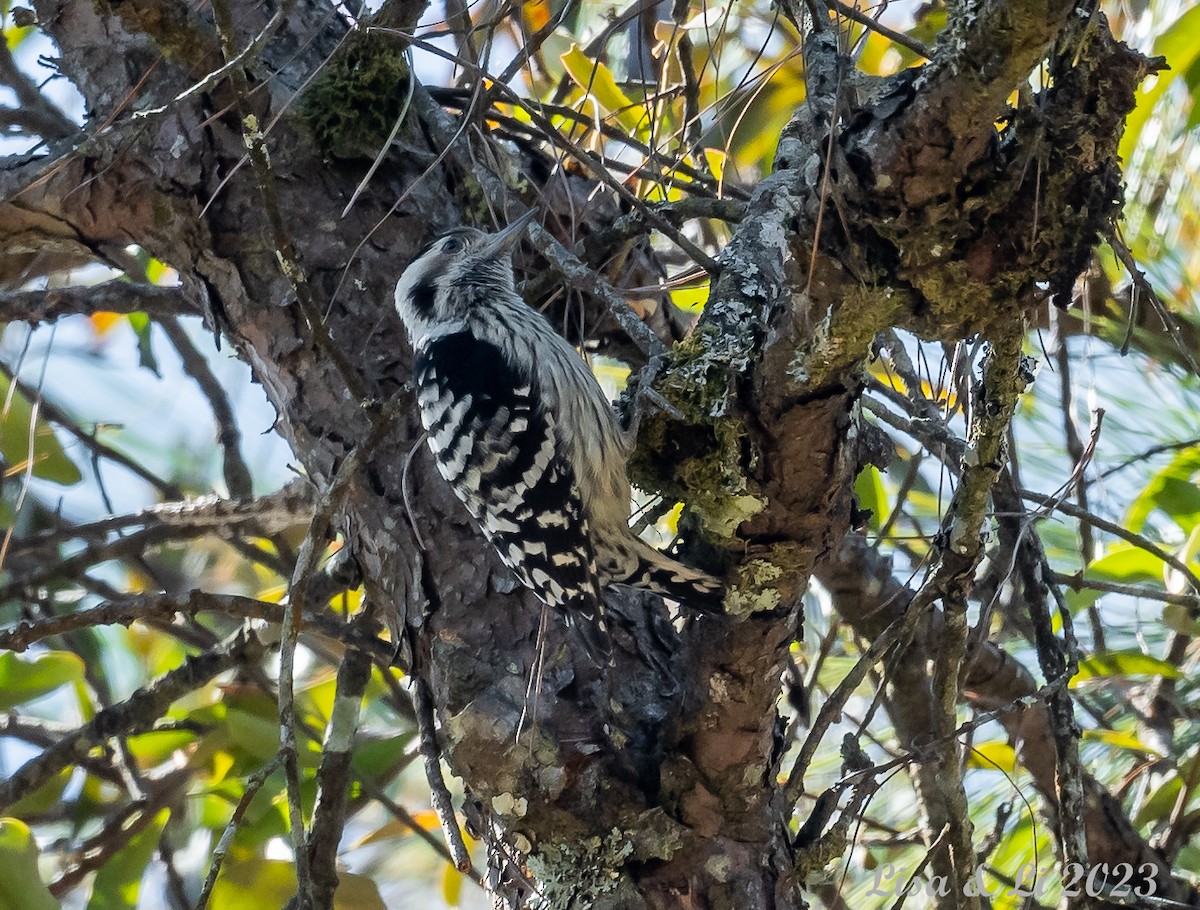 Gray-capped Pygmy Woodpecker - Lisa & Li Li