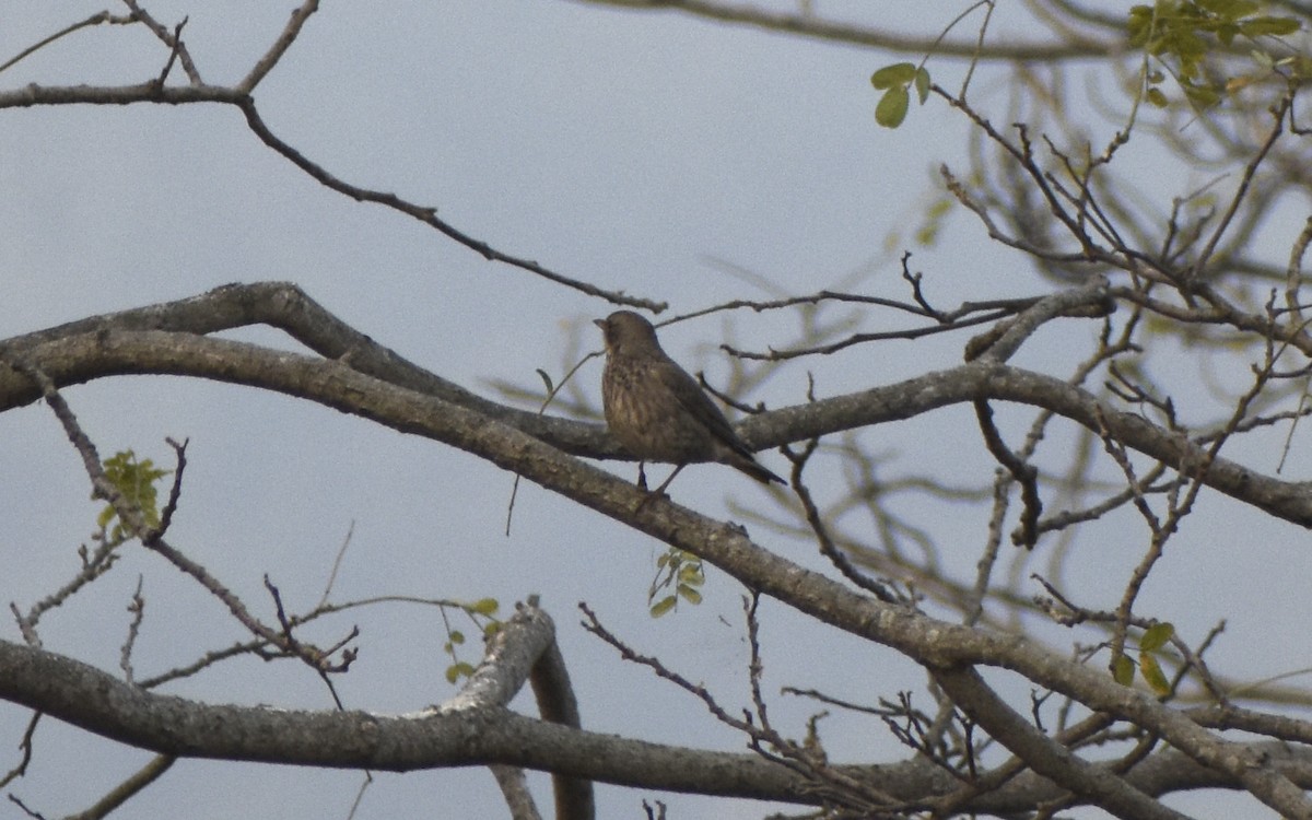 Black-throated Thrush - ML541749641