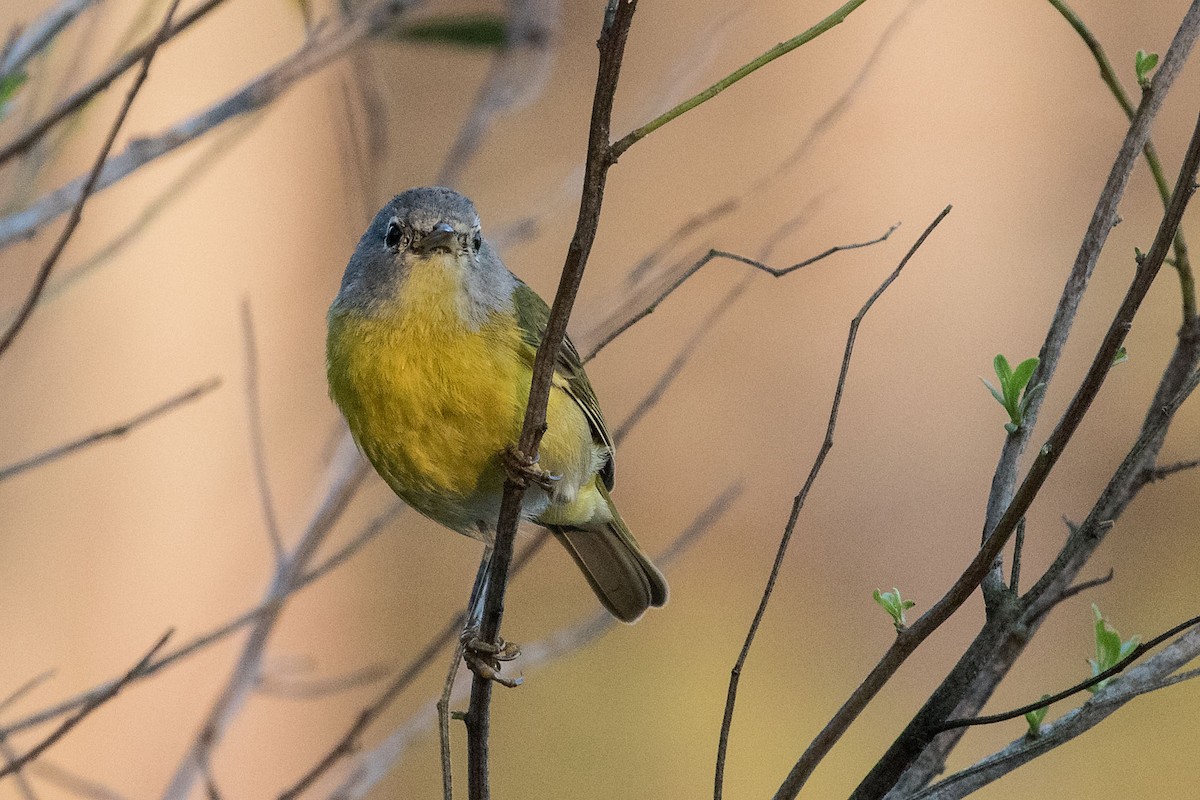 Nashville Warbler - ML541749691