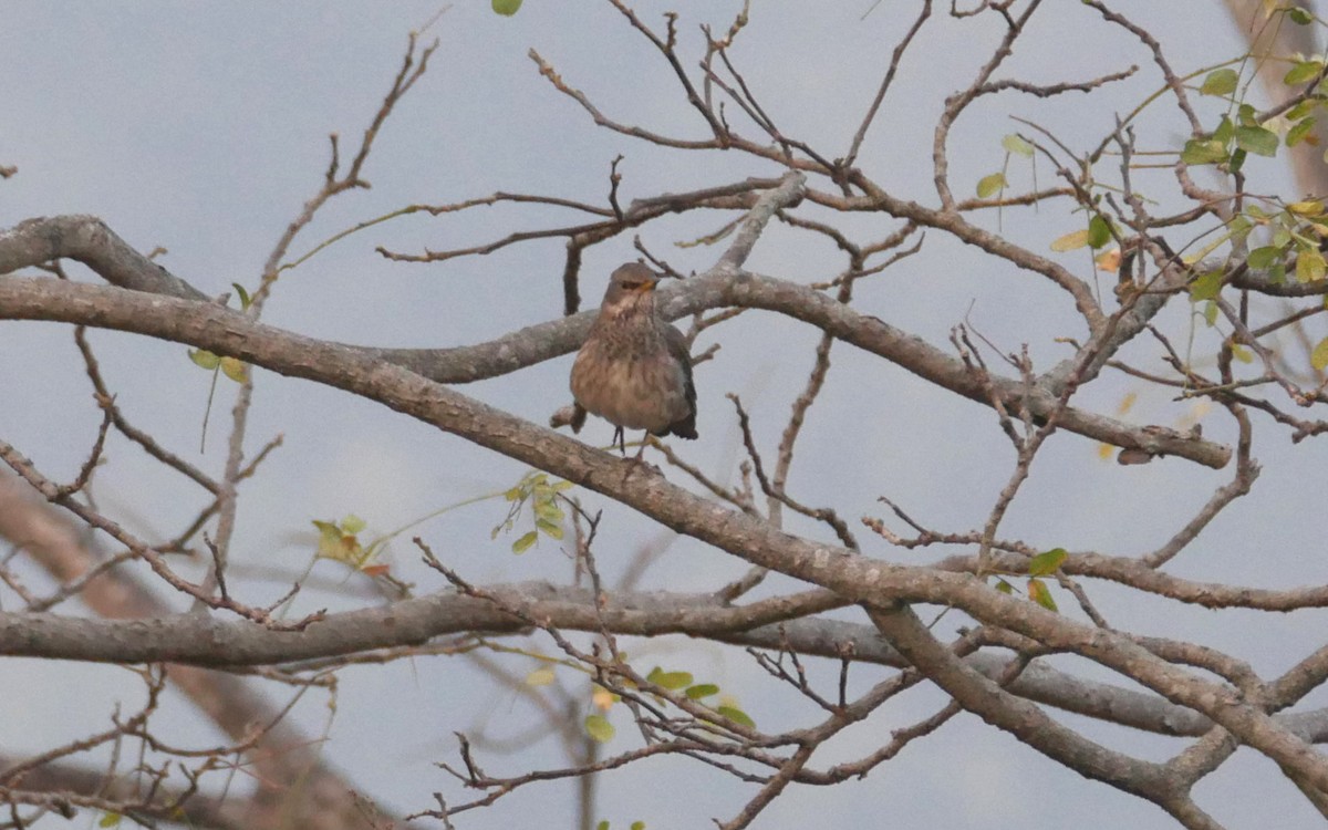 Black-throated Thrush - ML541749731