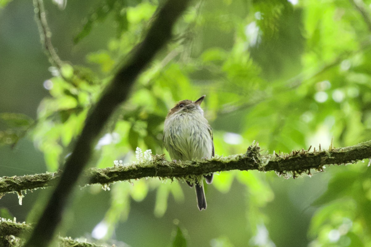 Scale-crested Pygmy-Tyrant - Krista Oswald