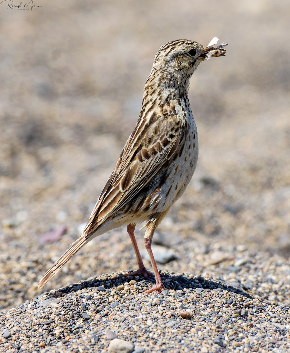 Weißbürzel-Strandläufer - ML541750381