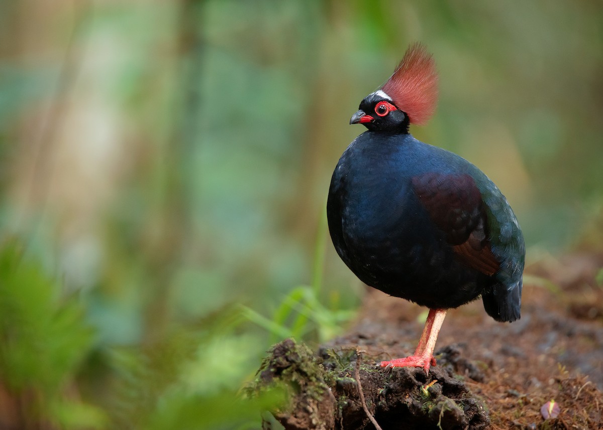 Crested Partridge - Ayuwat Jearwattanakanok