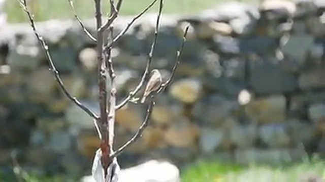 White-winged Redstart - ML541750911