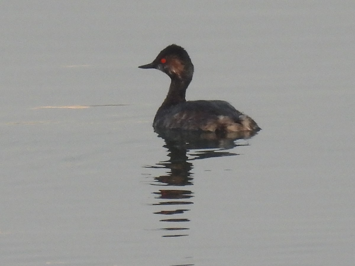 Eared Grebe - ML541751051