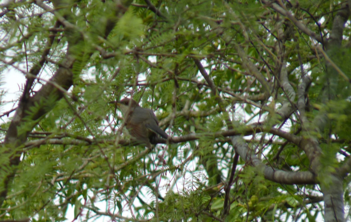 Yellow-billed Cuckoo - ML54175111
