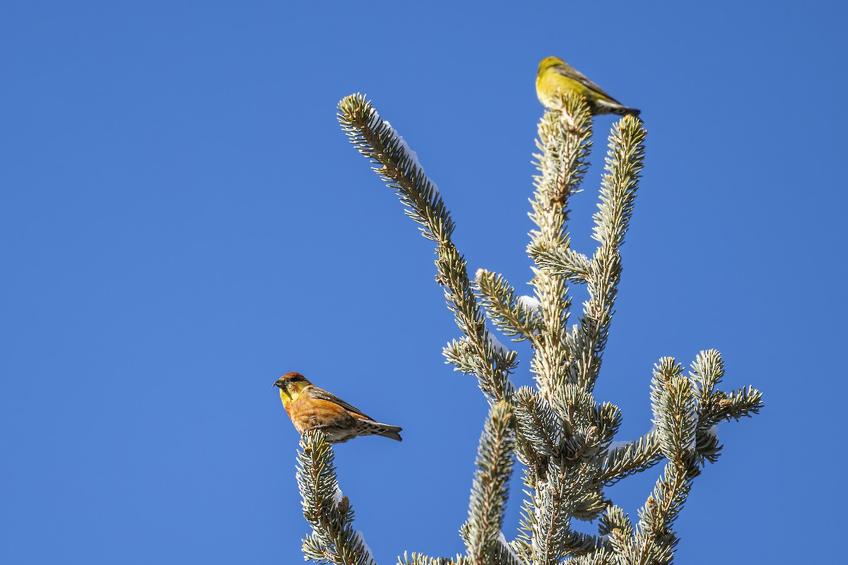 Bec-croisé des sapins (himalayensis) - ML541751381