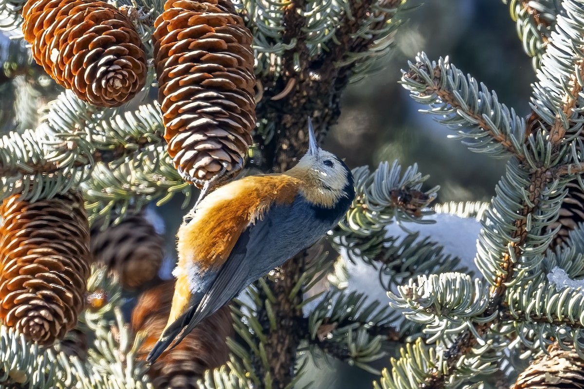 Przevalski's Nuthatch - Su Li