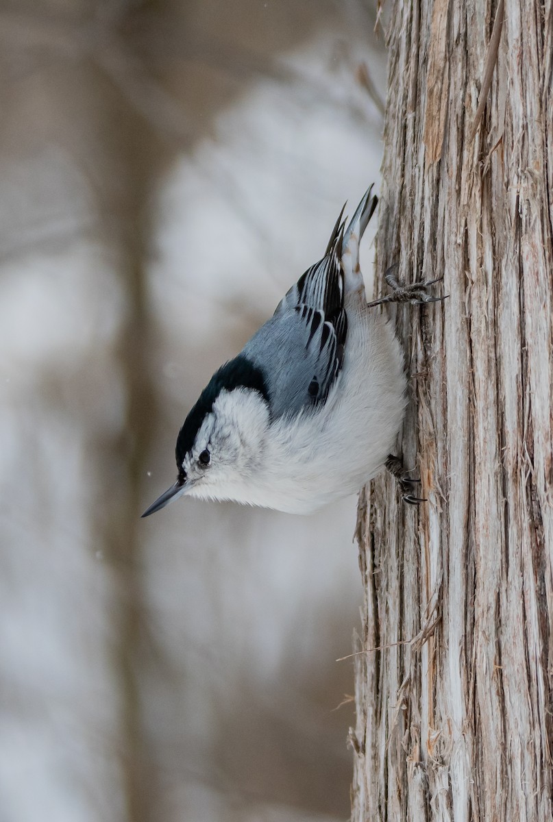 White-breasted Nuthatch - ML541753841