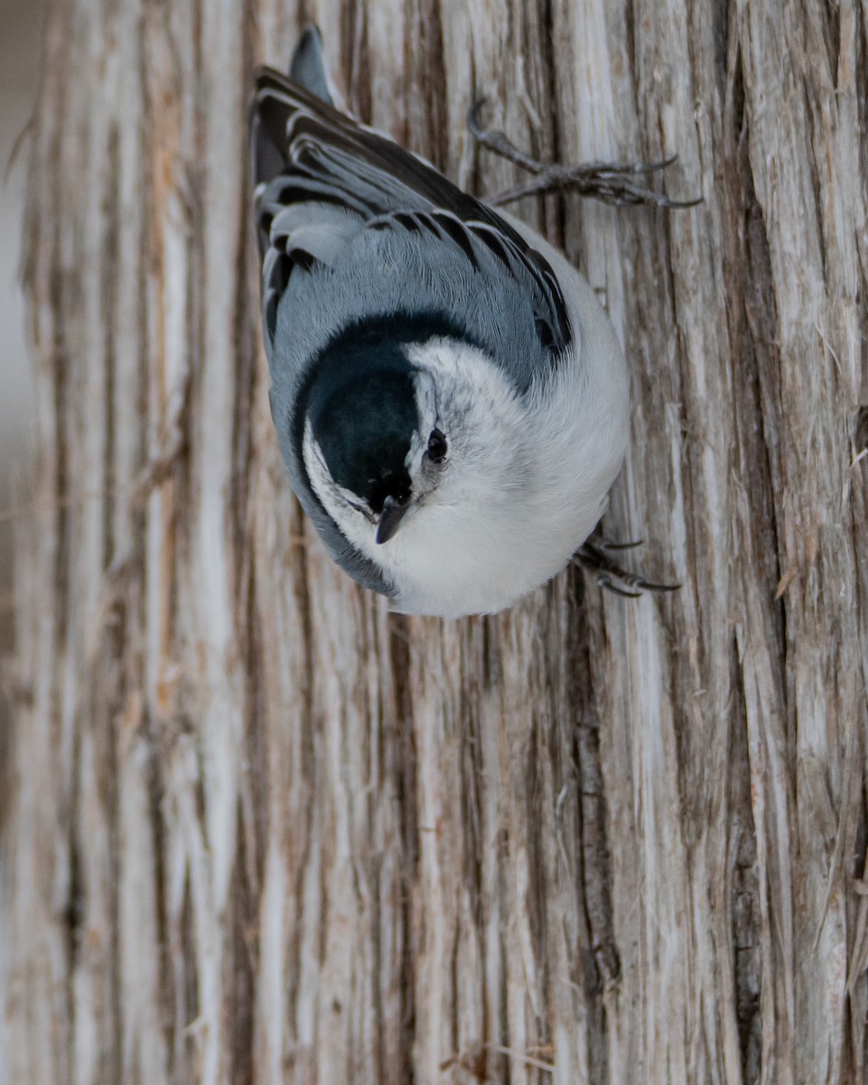 White-breasted Nuthatch - ML541753851