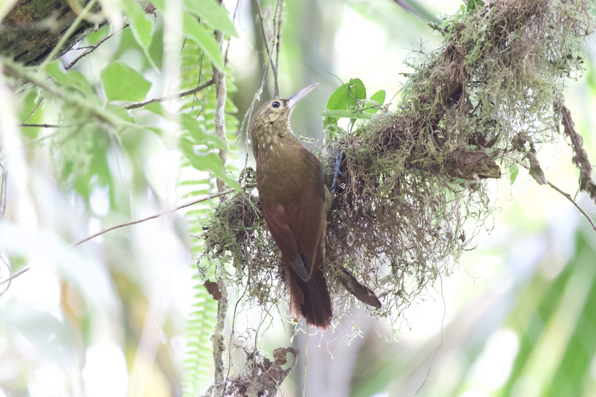 Spotted Woodcreeper - Krista Oswald