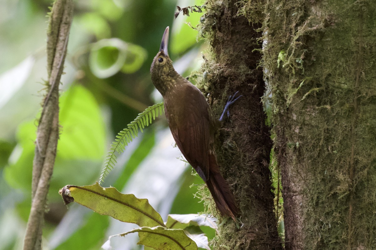 Spotted Woodcreeper - Krista Oswald